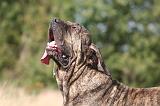 FILA BRASILEIRO 137